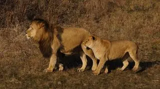 Miłość kotów kwitnie w gdańskim zoo