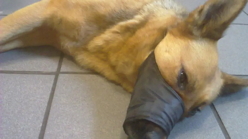 Misia z opaską na pysku