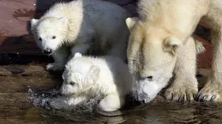 Misie z matką (EPA)