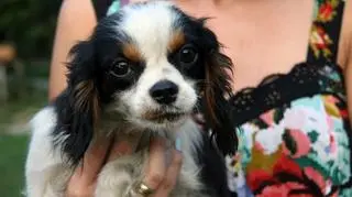 Młoda cavalierka jest już pod opieką KTOZ