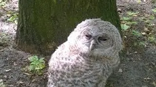Młoda soba była po upadku atakowana przez inne ptaki