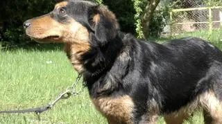 Młoda suczka czuje się już dobrze