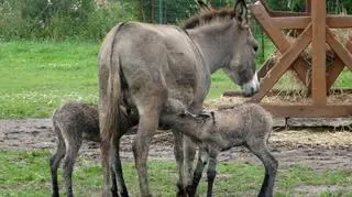 Młode na razie karmione są tylko mlekiem matki
