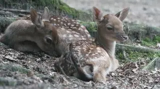Młode zwierzaczki urodzone w gdańskim zoo