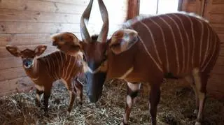 Młode zwierzaczki urodzone w gdańskim zoo