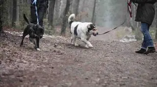 Młodi