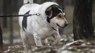 Młodi