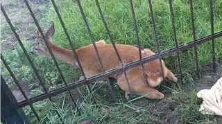 Młody jelonek był bardzo zestresowany