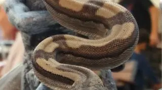 Mniejszy George ma 1,5 roku