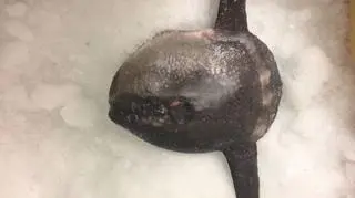 Mola mola nie jest jadalna