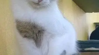 Moyo