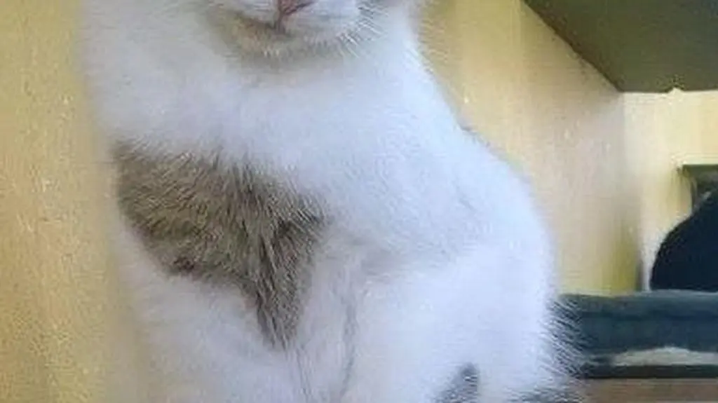 Moyo