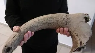 Możdżeń tura 