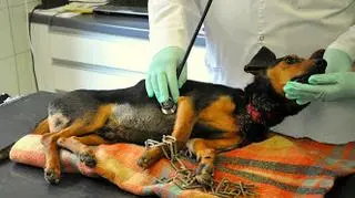 Możliwe, że pies nigdy nie miał zdejmowanego łańcucha