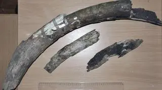 Muzeum zakonserwuje kawałki ciosu mamuta