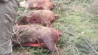 Myśliwi przekazują w ten sposób swoją tradycję