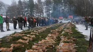 Myśliwi z kilkunastu kół łowieckich po raz kolejny zorganizowali polowanie na lisy