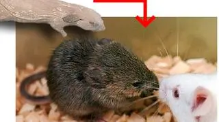 Mysz dawca i jej klony (Daily Mail)