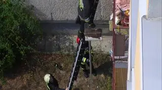 Na miejsce akcji przyjechali strażacy z drabiną. Ściągali psa z drugiego piętra