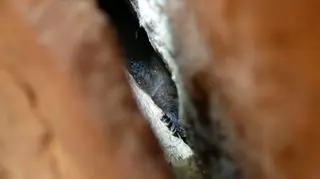 Na nietoperze nie wolno oddychać