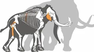 Na pomarańczowo zaznaczone szczątki w Bełchatowie. W tle dorosły mamut