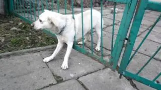 Na pomoc czworonogowi  ruszyli strażnicy miejscy i straż pożarna 