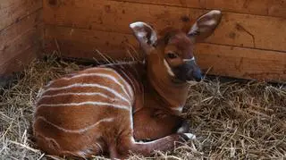 Na razie nie wyjdzie na wybieg 