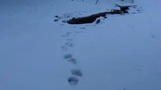 Na tropie niedźwiedzia (fot. Artur Stęszewski)