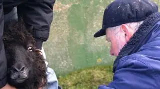 Na Wyspach Owczych istnieje wydział policji ds. kolizji z owcami (fot. marvelinforoyar.blogspot.com)
