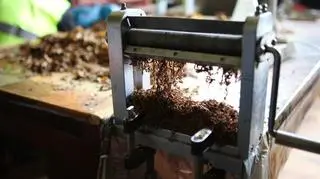 Na zapleczu warzywniaka działała mała manufaktura papierosów