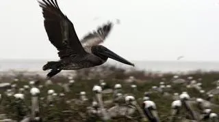 Najbardziej cierpi natura (Breton Island, Louisiana, PAP/EPA)