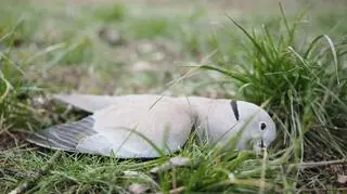 Najwięcej zginęło gołębi