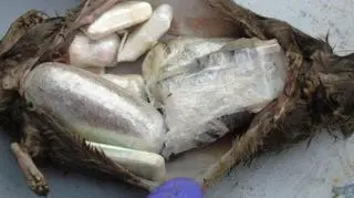 Narkotyki w ciele szczura to do tej pory nieznany sposób przemytu