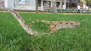 Nastka ma sześć lat