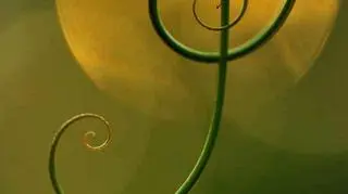 "Natural harmony" Minghui Yuan, Chiny