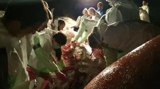 Naukowcy chcą ustalić dlaczego zwierzę nie przeżyło 