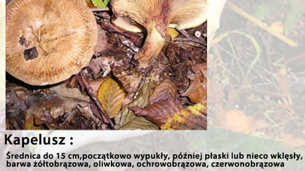 Nie daj się zmylić