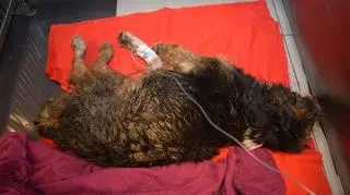 Nie miał siły, by się ruszyć