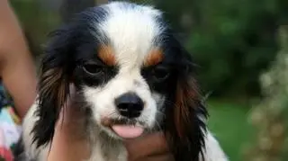 Niektóre z psów trafiły już do nowych domów