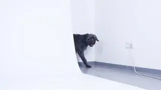 Nieśmiała Lola w trakcie sesji