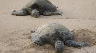 Niestety tylko dwa czy trzy żółwie na sto wrócą na plaże jako dorosłe osobniki