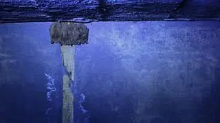 Nietoperze w obiektywie Łukasza Bożyckiego