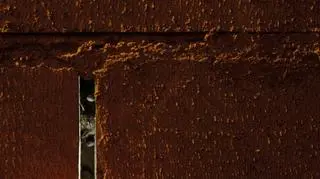 Nietoperze w obiektywie Łukasza Bożyckiego