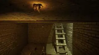 Nietoperze w obiektywie Łukasza Bożyckiego