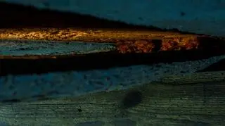 Nietoperze w obiektywie Łukasza Bożyckiego