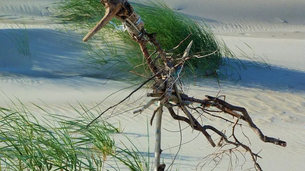 Nietypowy ptak na plaży 
