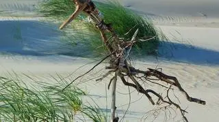 Nietypowy ptak na plaży 