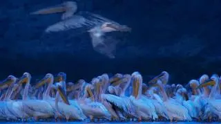 "Night of the pelicans" Greg du Toit, RPA