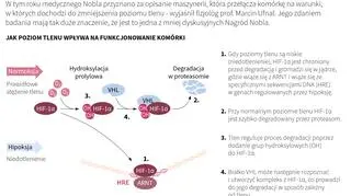  Nobliści w dziedzinie fizjologii i medycyny