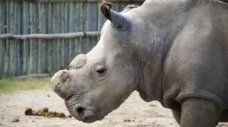 Nosorożce są zabijane głównie dla ich rogów, które następnie są nielegalnie sprzedawane 